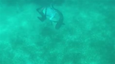 B­a­h­a­m­a­l­a­r­d­a­ ­d­a­l­ı­ş­ ­y­a­p­a­n­ ­s­p­o­r­c­u­y­a­ ­k­ö­p­e­k­ ­b­a­l­ı­ğ­ı­ ­s­a­l­d­ı­r­d­ı­